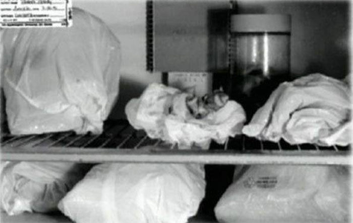 Jeffrey Dahmer body parts crime scene