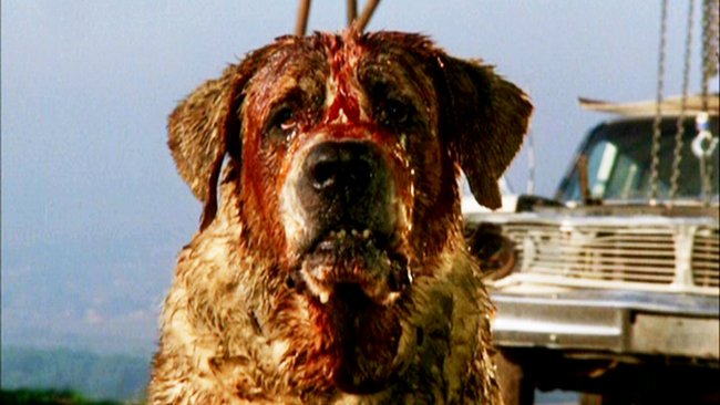 TOP 10 HORROR MOVIES about dogs